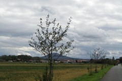 XIMG_4612